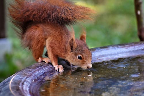 Free stock photo of rodent, squirrel