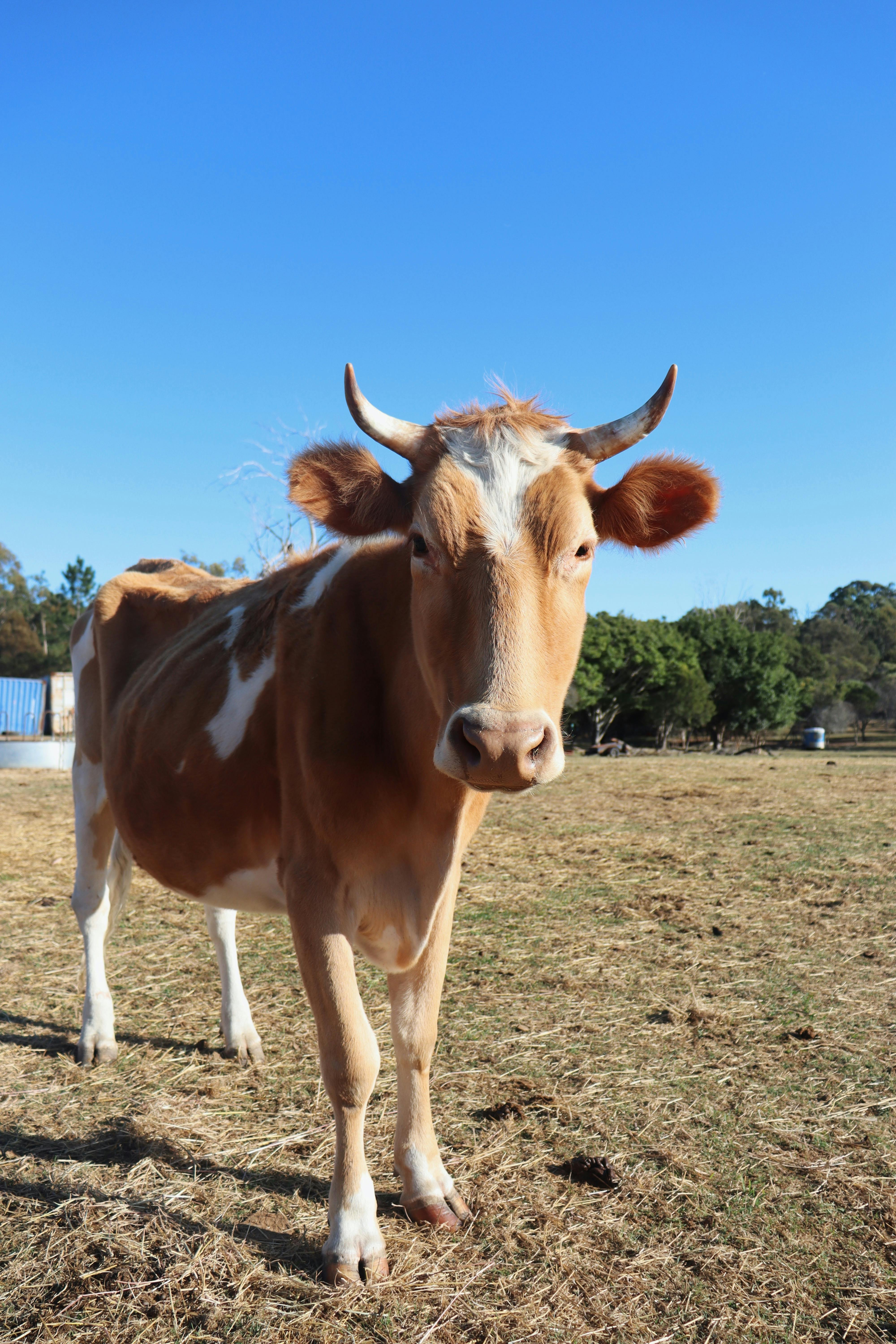 Gratuit Photos gratuites de agriculture, animal de compagnie, animal de ferme Photos