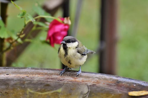 Free stock photo of coal tit, songbird, tit