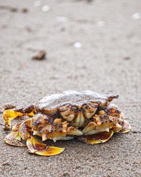 A detailed close-up of a crab on a beach in Baad, Karnataka, showcasing natural textures and wildlife.