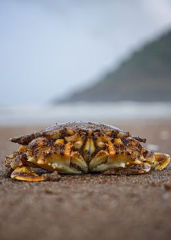 Detailed shot of a crab on a sandy beach in Baad, India, capturing the essence of marine life.
