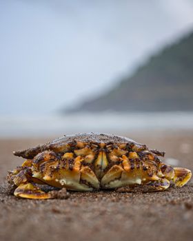 Detailed close-up of a crab on the sandy shores of Baad, India, showcasing its natural habitat.