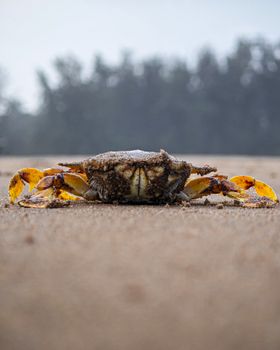 crab photo