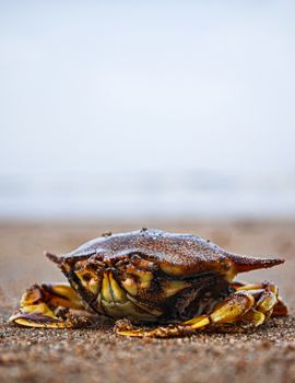 Detailed close-up shot of a crab on a sandy beach in Baad, India, showcasing nature and wildlife.