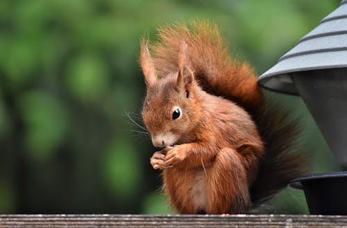 Close-up of a Squirrel Eating 