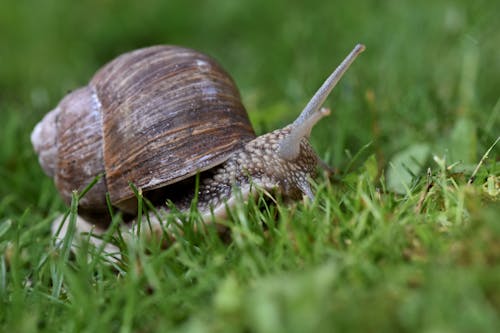 Close up of Snail