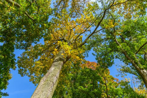Free Upward view of colorful deciduous trees showcasing autumn foliage against a clear blue sky. Stock Photo