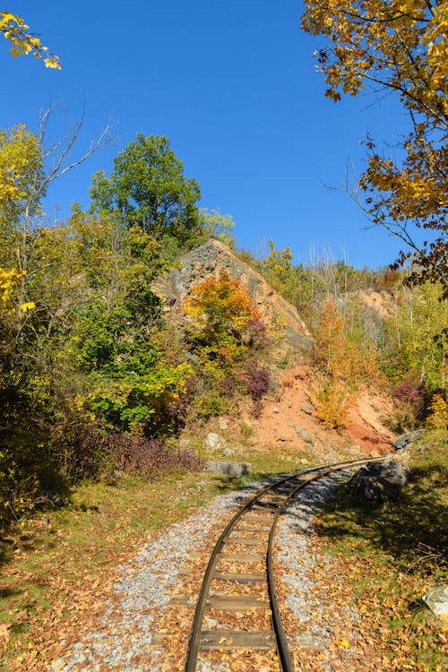 Railway Track among Trees