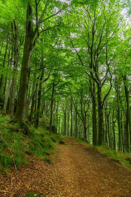 Immagine gratuita di alberi, foresta, marciapiede