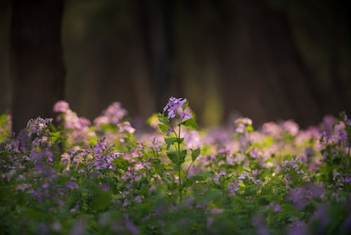 Close-up of Purple Flowers 