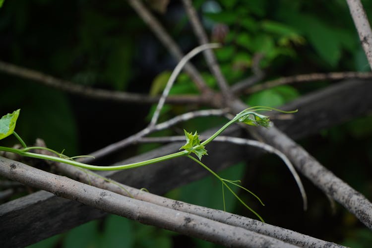 Close-up Of Branches And Leaves 