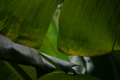 Closeup of Banana Leaves