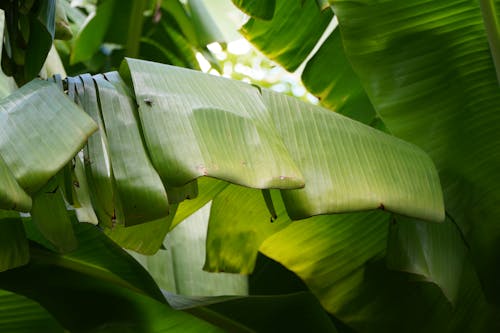 Close-up of a Banana Tree