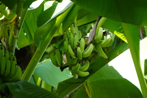 Close-up of Bananas on a Tree