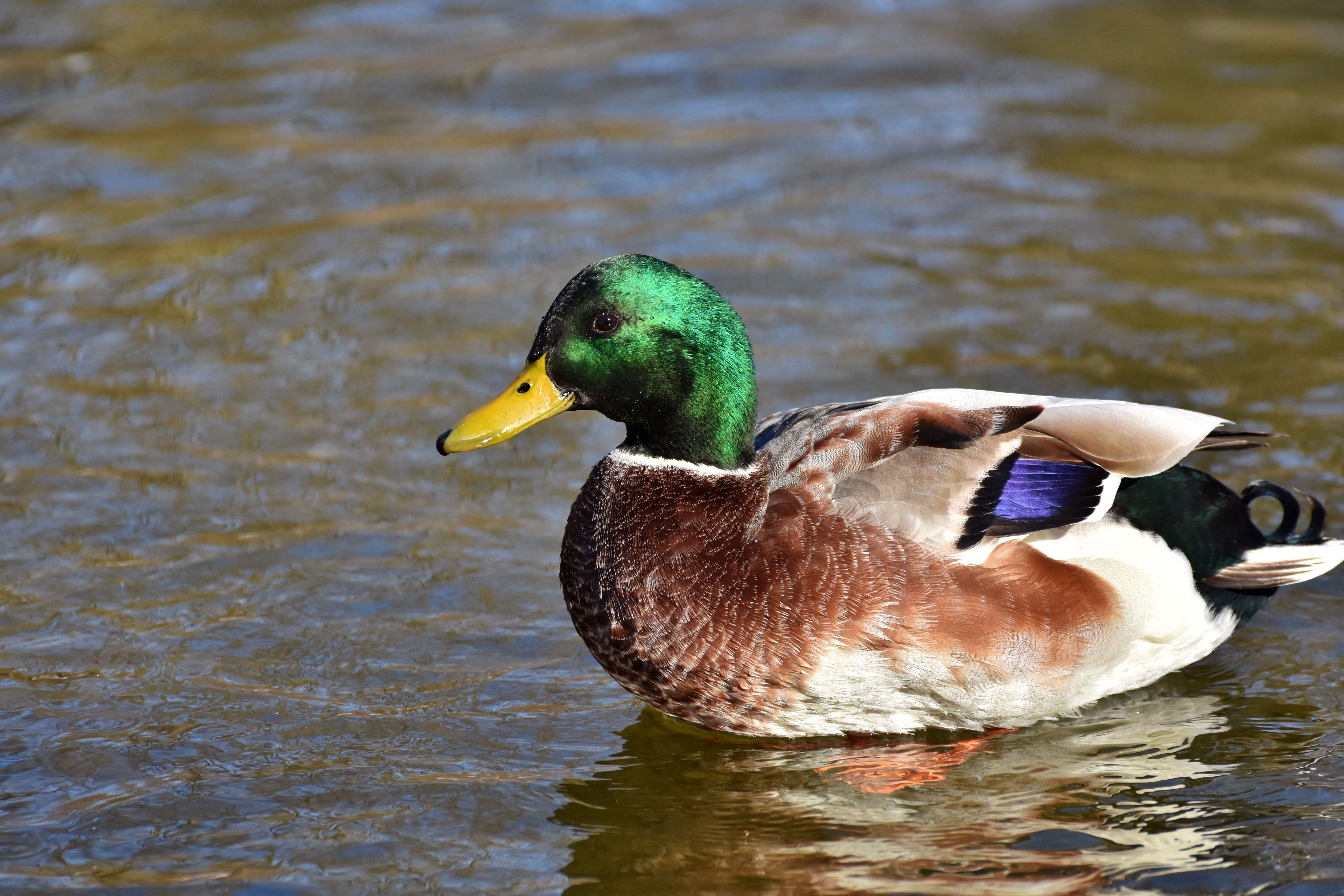Close-up of a male mallard duck swimming in a sunlit pond, showcasing vibrant plumage and natural beauty.