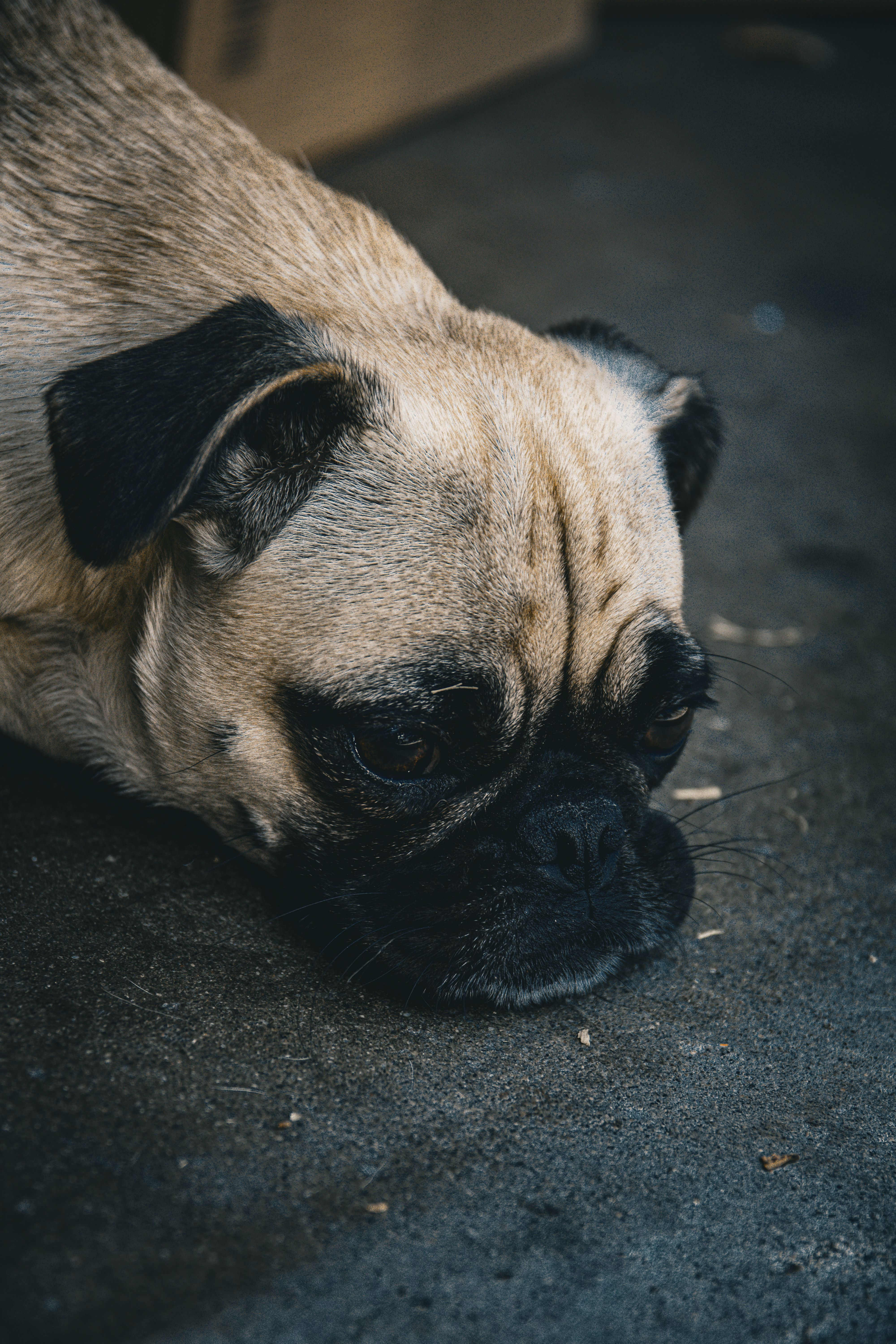 Dog resting low-energy on the floor, a sign worth mentioning to a vet rather than assuming it is a vitamin gap