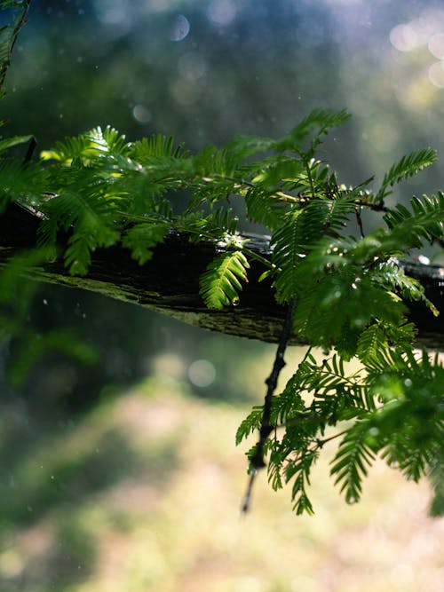 Close-up of a Branch with Green Leaves 