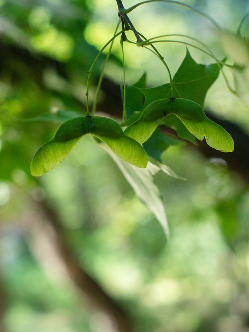 Free Detailed view of green maple seeds and leaves with sunlit background, showcasing nature's beauty. Stock Photo