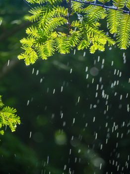 Vibrant pine branch with raindrops falling, set against a dark blurred background.