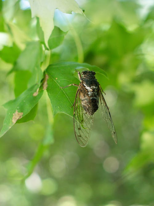 Free Fly on a Leaf  Stock Photo