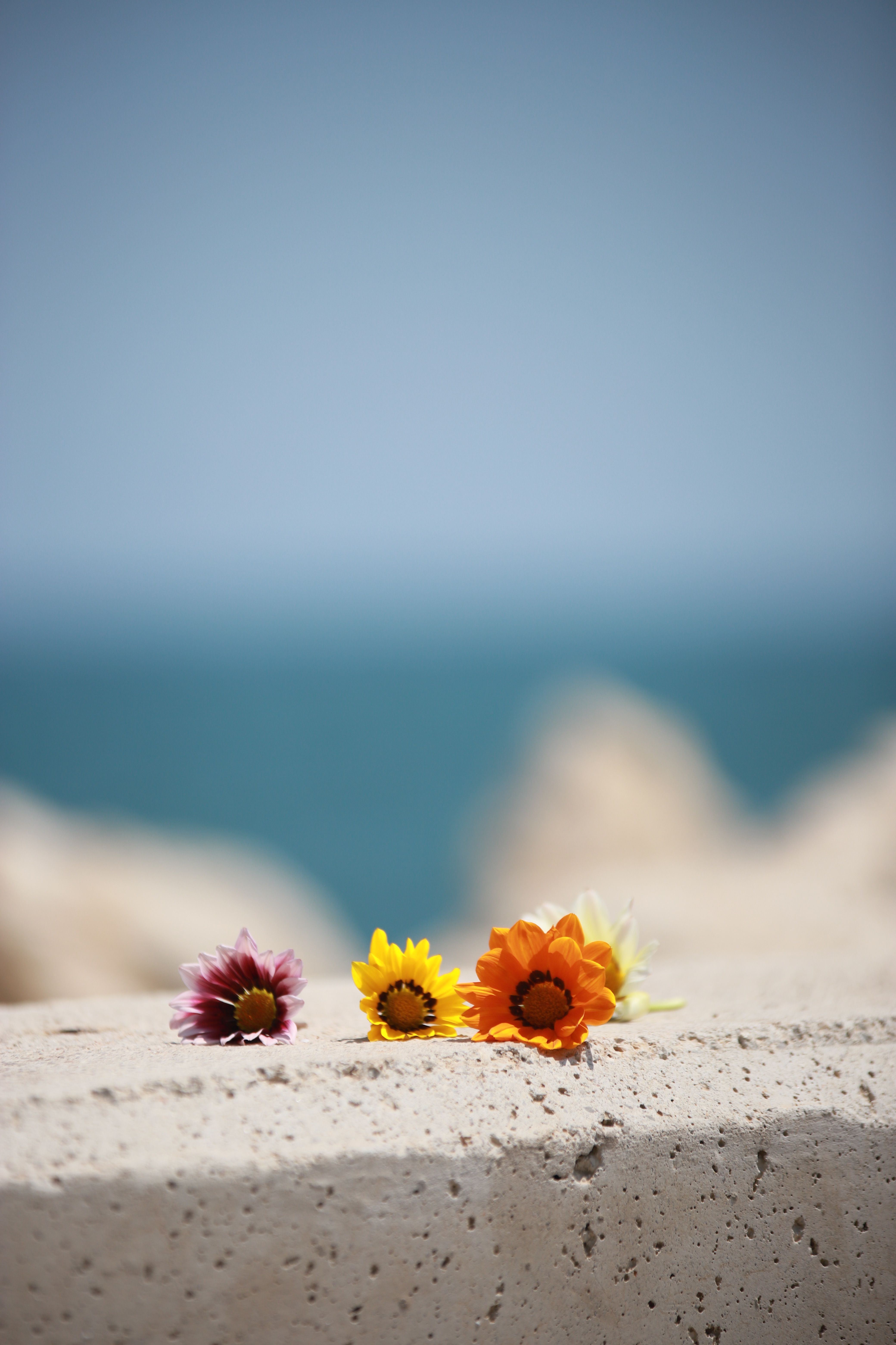 [ColoSach]-three-colorful-flowers-on-a-stone-surface-with-a-blurred-seascape-background.