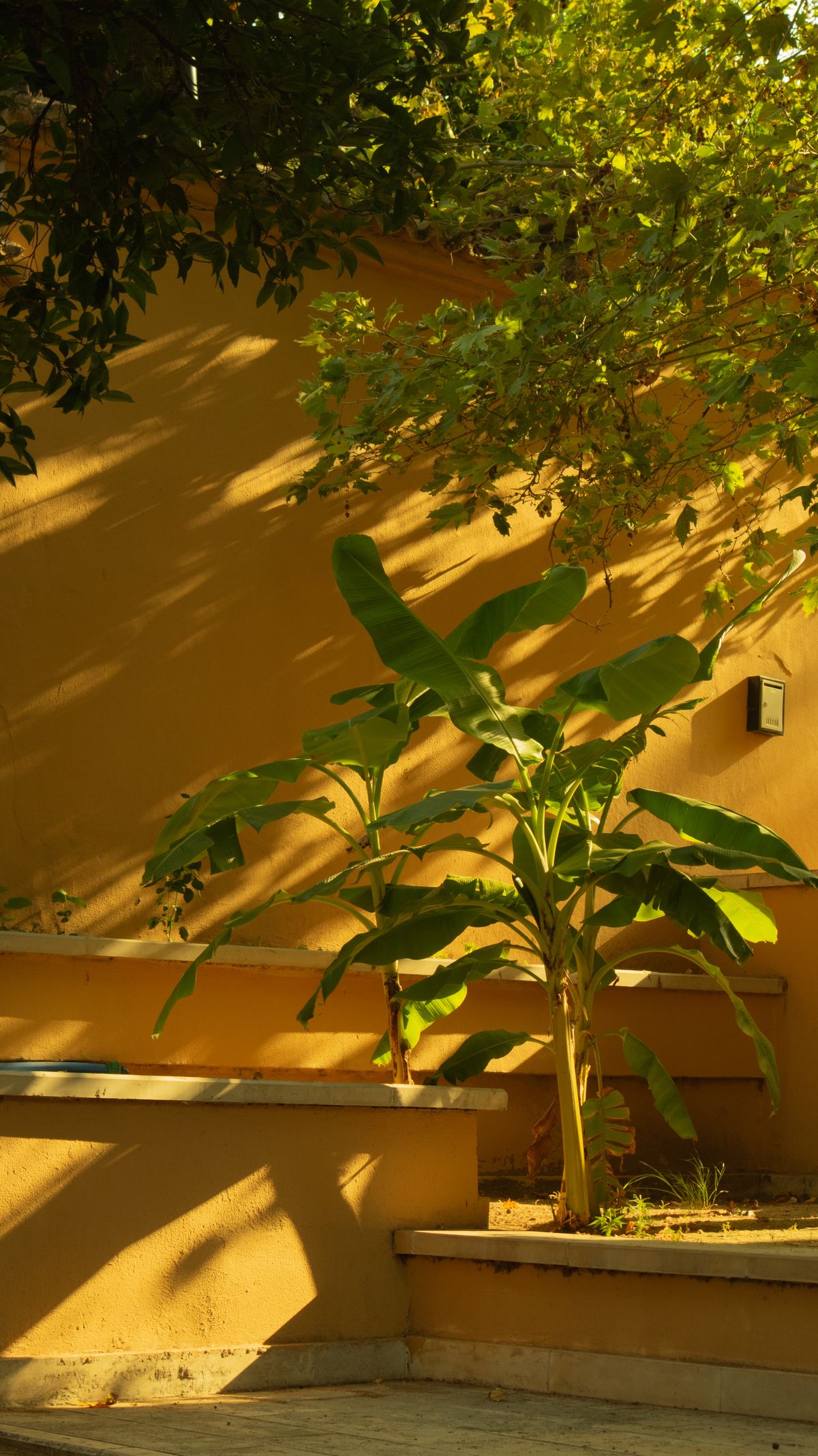 Banana plant casting shadows on a sunlit ochre courtyard wall — photo by Elifnur Gokmenoglu on Pexels