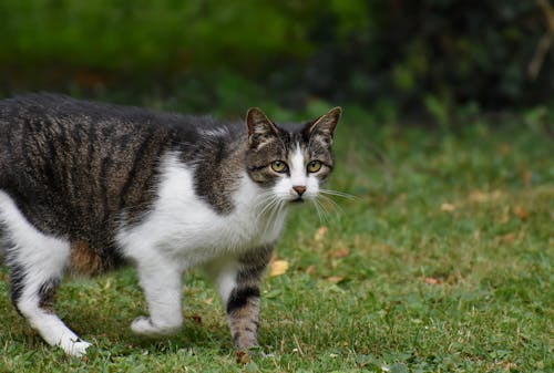 A Cat Walking on the Grass 