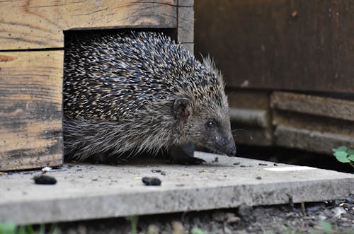 Free stock photo of hedgehog, spiny