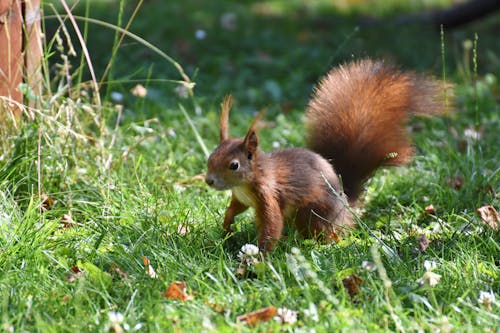 Free stock photo of rodent, squirrel