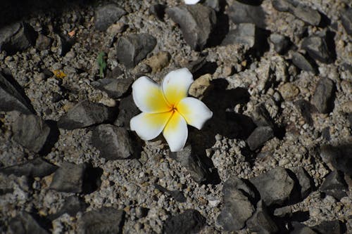 Foto d'estoc gratuïta de exòtic, flor, molt