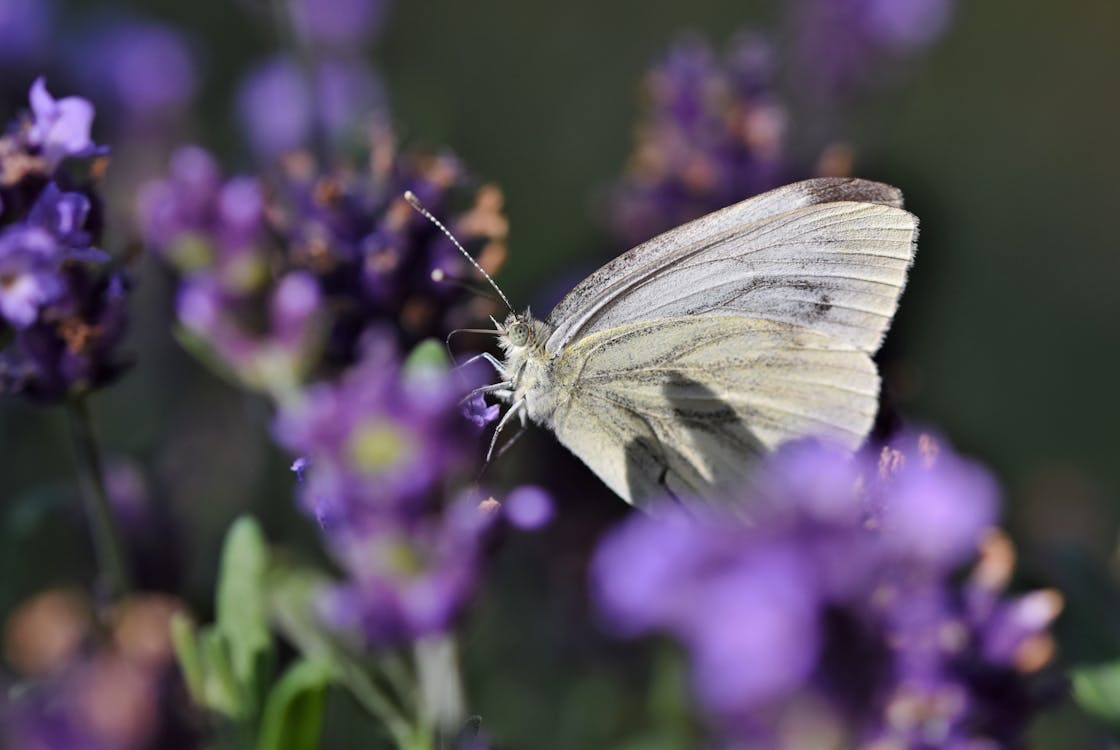 Fotobanka s bezplatnými fotkami na tému hmyz, motýľ, motýľ na kvete
