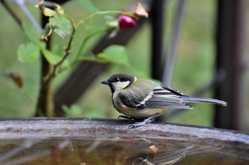 Free stock photo of coal tit, songbird, tit