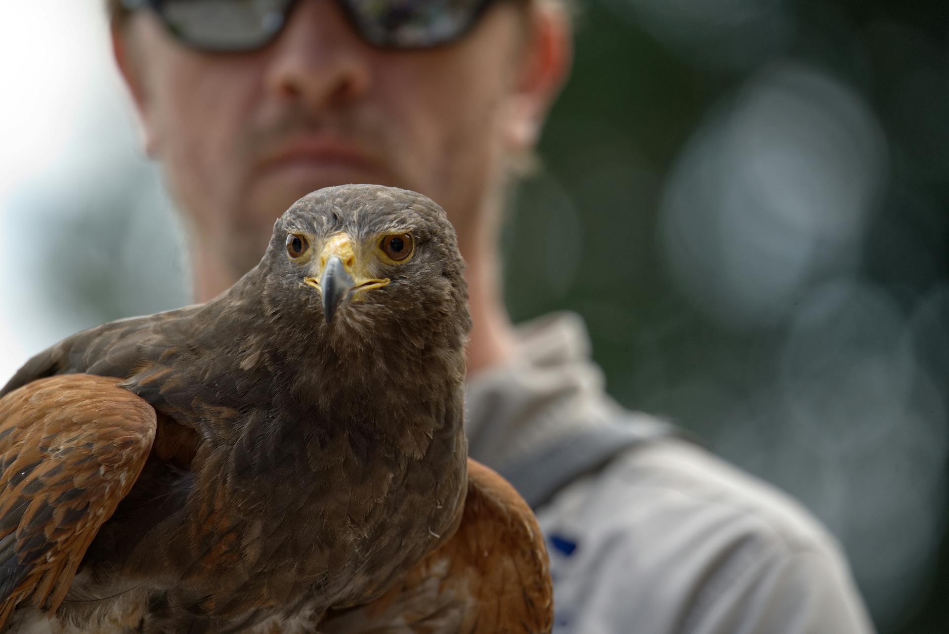 Man with Hawk