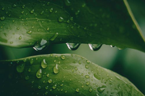 Безкоштовне стокове фото на тему «впритул, зелений, краплі дощу»