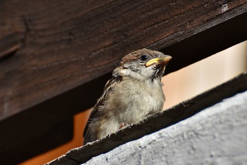 Free stock photo of passerine bird, songbird, sparrow