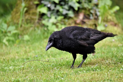 Carrion Crow on Grass