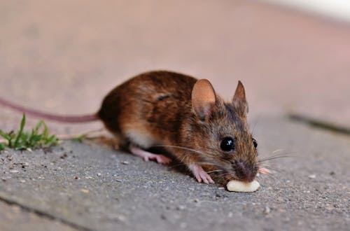 Close-Up Photo of Brown House Mouse Eating on Pavement