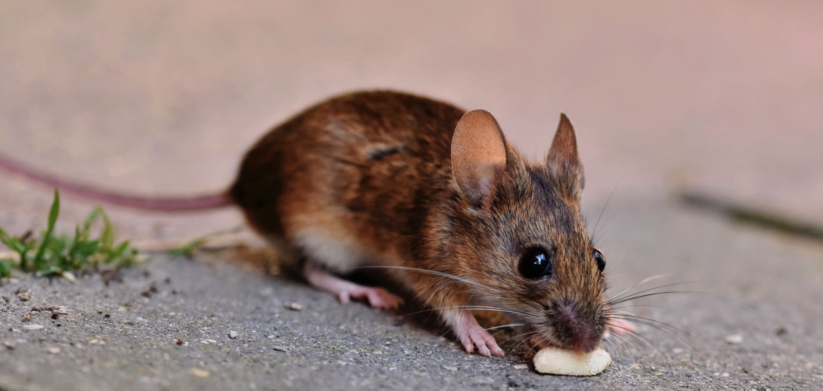 Brown house mouse, close-up