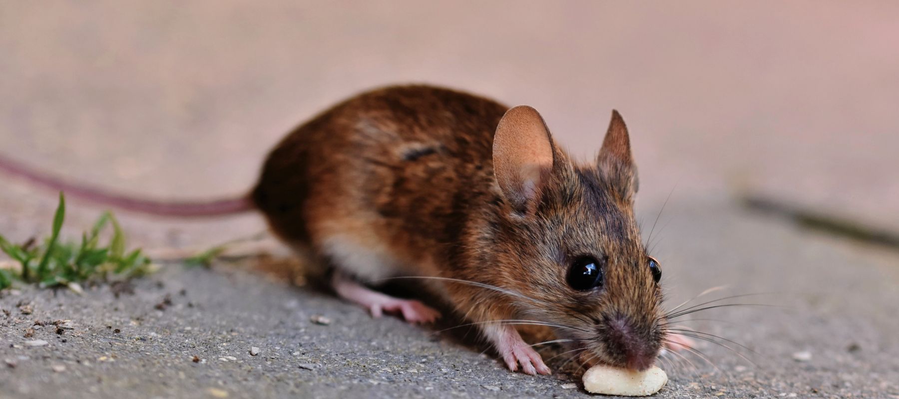 Brown house mouse, close-up