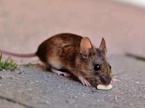 Brown house mouse, close-up