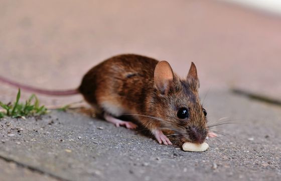 Brown house mouse, close-up