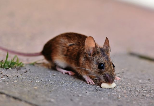 Brown house mouse, close-up
