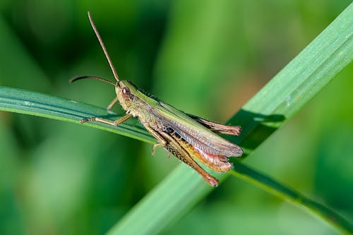 Free stock photo of grashopper, grasshopper, insect