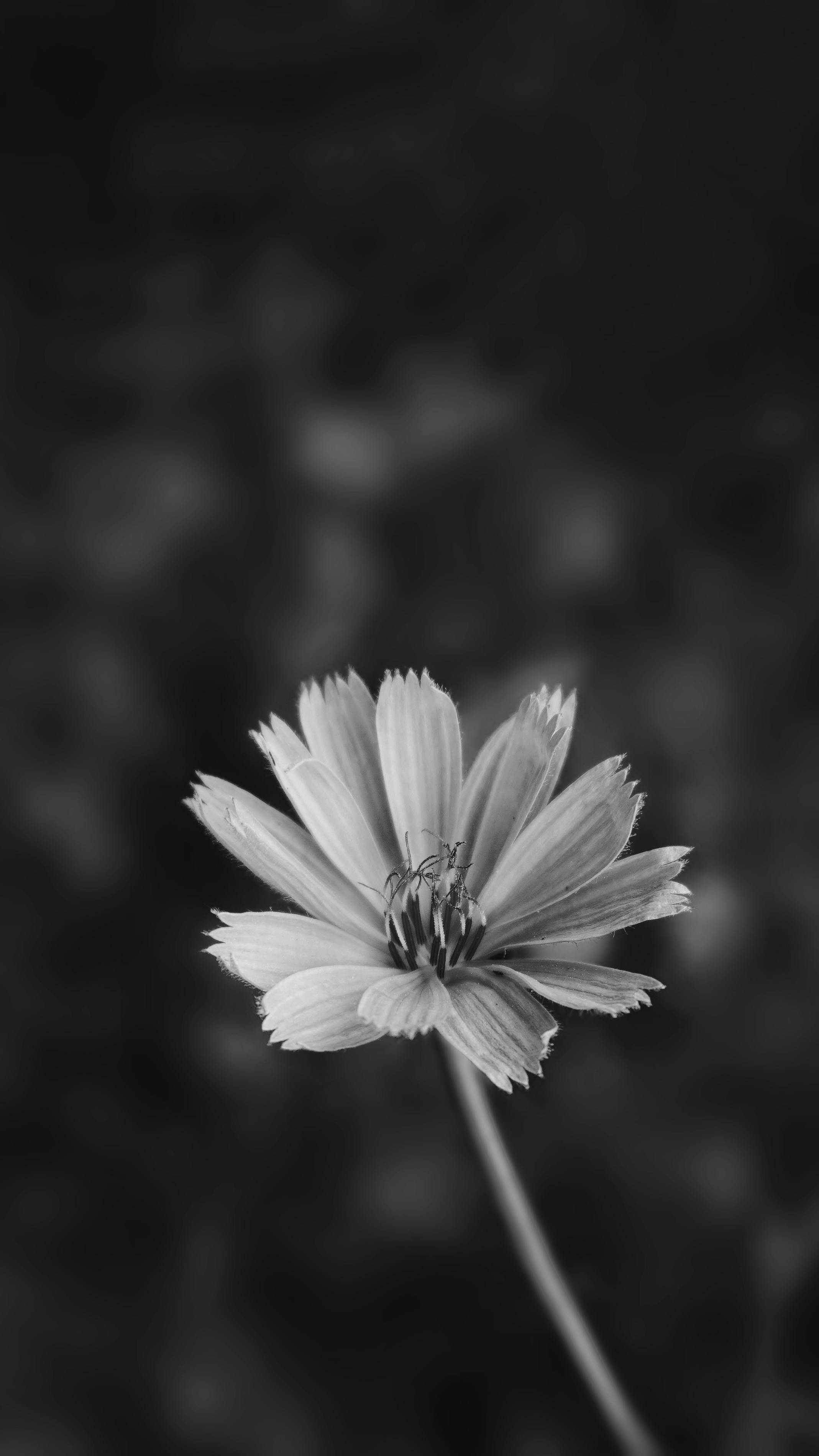 ロック画面の壁紙 白黒 花の無料の写真素材