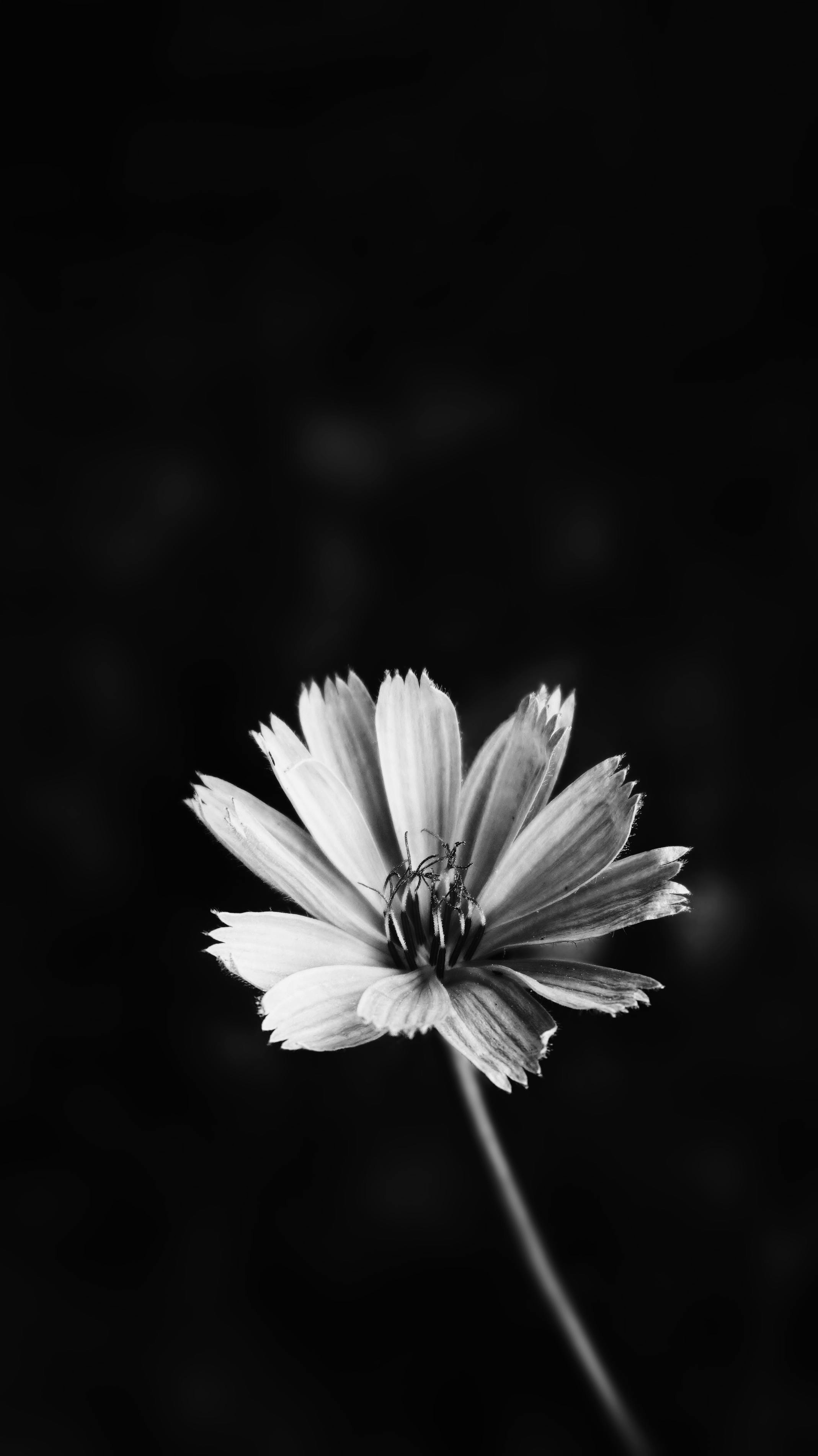 ロック画面の壁紙 美しい花の無料の写真素材