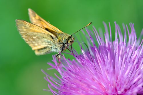 Free Detailed close-up of a butterfly perched on a vibrant purple flower, showcasing nature's beauty. Stock Photo