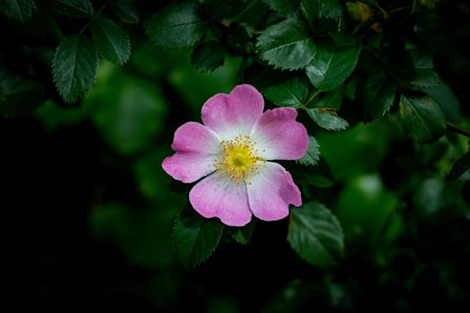 Close-up of a pink rose blooming in a vibrant green garden setting.