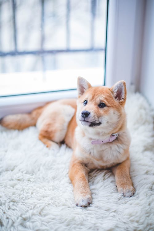 Free Brown and White Short Coated Puppy Stock Photo