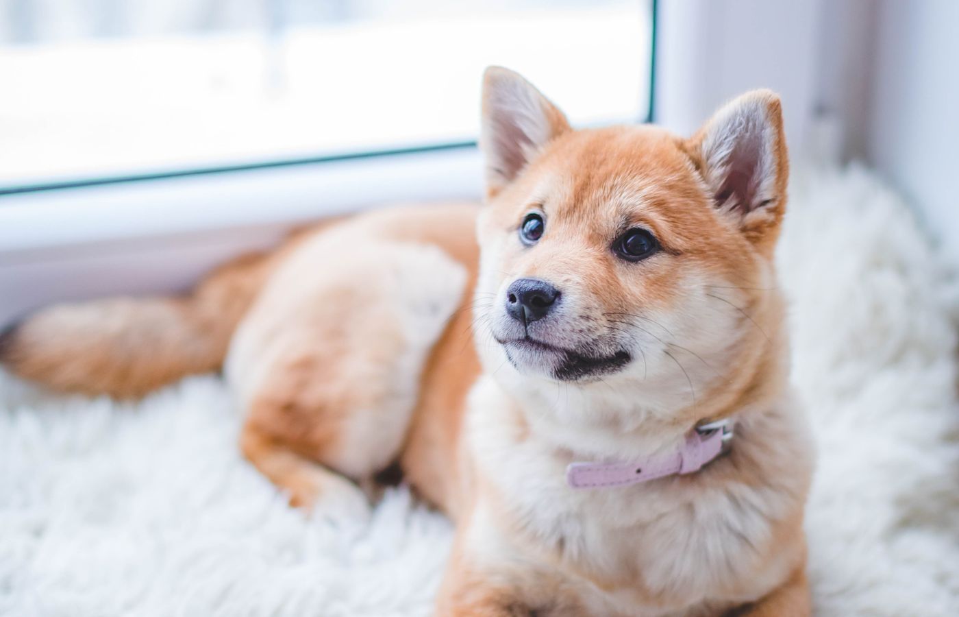 Organiser une collecte pour les animaux