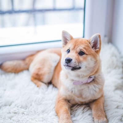 Freshly groomed small dog with a perfect cut